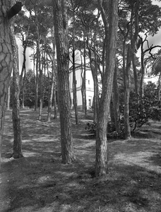 400238 Gezicht in het bos op de Donderberg te Leersum, met op de achtergrond de graftombe van de familie Van Nellesteyn ...
